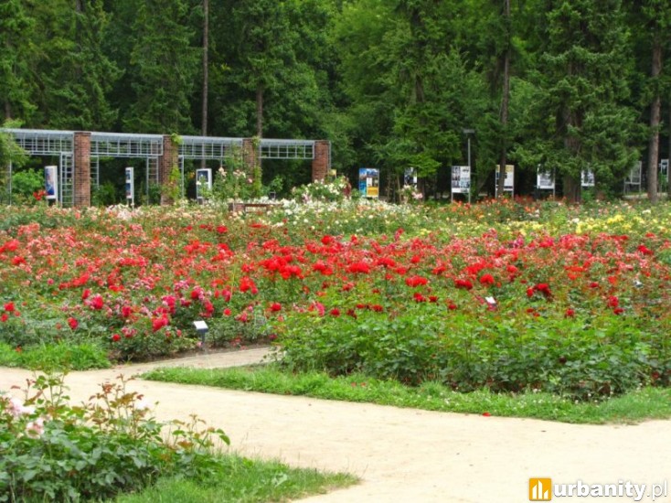 Miniaturka Różanka