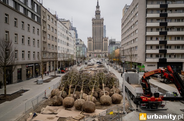 Tej wiosny na Złotą przyjechało 81 drzew, fot. Zarząd Dróg Miejskich Warszawa