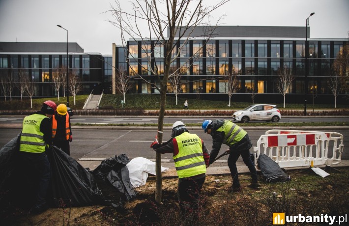 Trwają nasadzenia na nowej trasie tramwajowej do Wilanowa, fot. Budimex