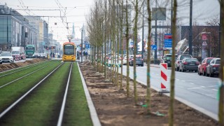 Sadzenie drzew na Marszałkowskiej, fot. Zarząd Dróg Miejskich