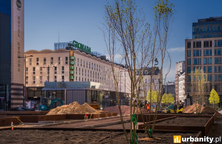 Drzewa na Placu Powstańców Warszawy, fot. Krzysztof Babicki, ZZW