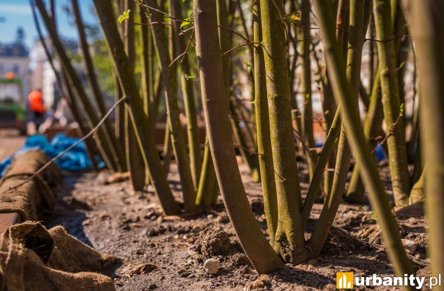 Drzewa na Placu Powstańców Warszawy, fot. Krzysztof Babicki, ZZW