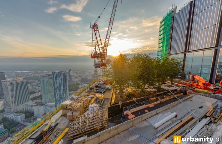 Sadzenie drzew na tarasie Varso Tower