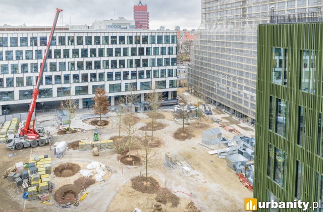 Nasadzenia nowych drzew na placu pomiędzy biurowcami Nowego Rynku, fot. Skanska