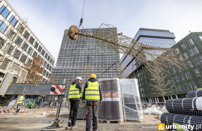 Nasadzenia nowych drzew na placu pomiędzy biurowcami Nowego Rynku, fot. Skanska