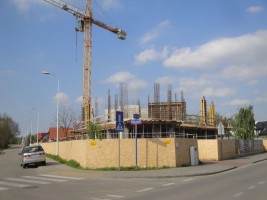 zdjęcie Dzikiej Kaczki
