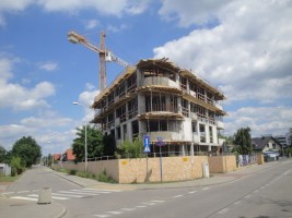zdjęcie Dzikiej Kaczki