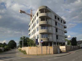 zdjęcie Dzikiej Kaczki