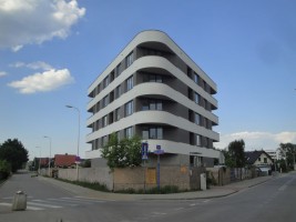 zdjęcie Dzikiej Kaczki
