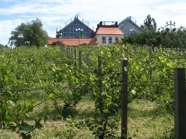 zdjęcie Palmiarnia