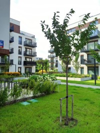 zdjęcie Mała Olszyna