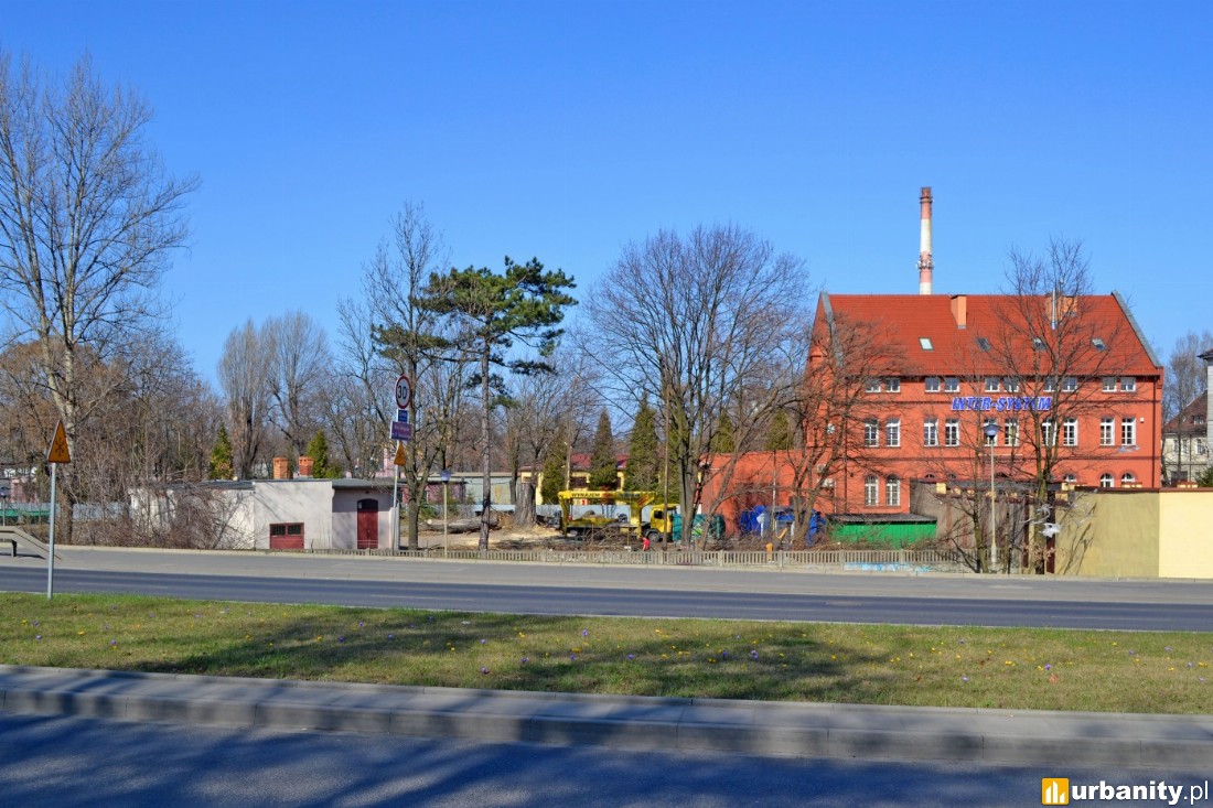 wycinka drzew